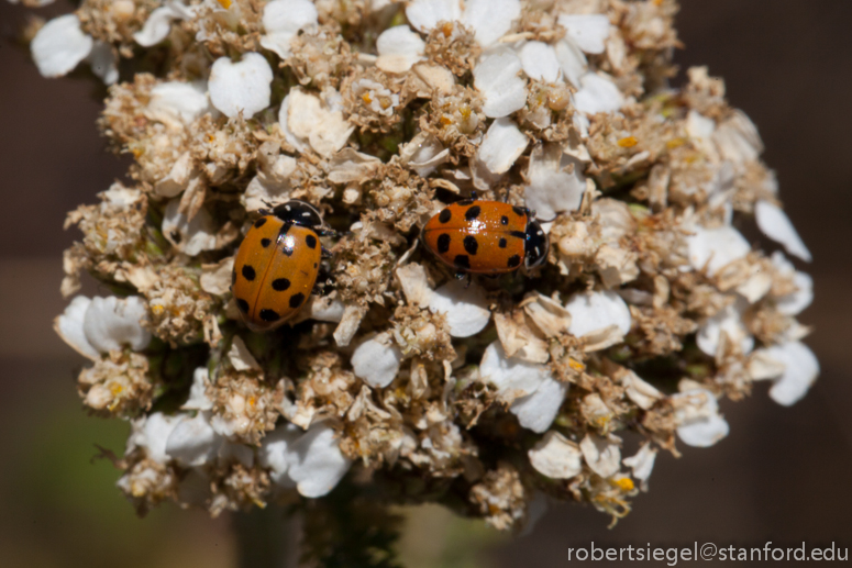 lady bug on yarrow